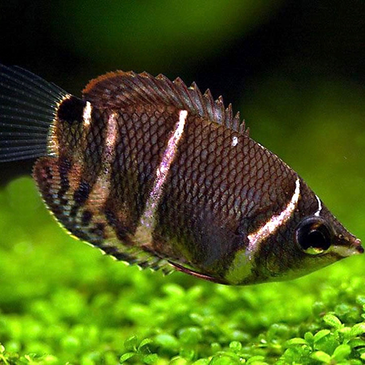 Spaerichthys osphr. Chocolade gourami